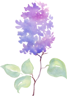 Lilac flower. Watercolor illustration